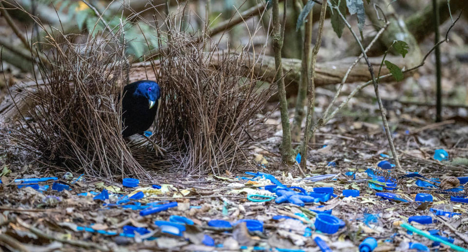 Blue bowerbird in wild with blue items at bower. 