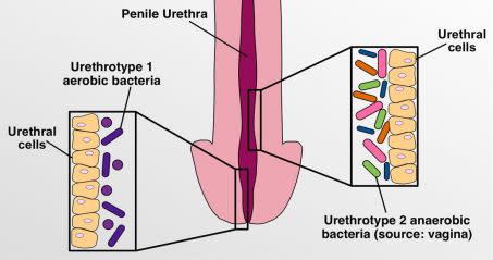 microbiote urètre pénis Crédit : Stephen Jordan