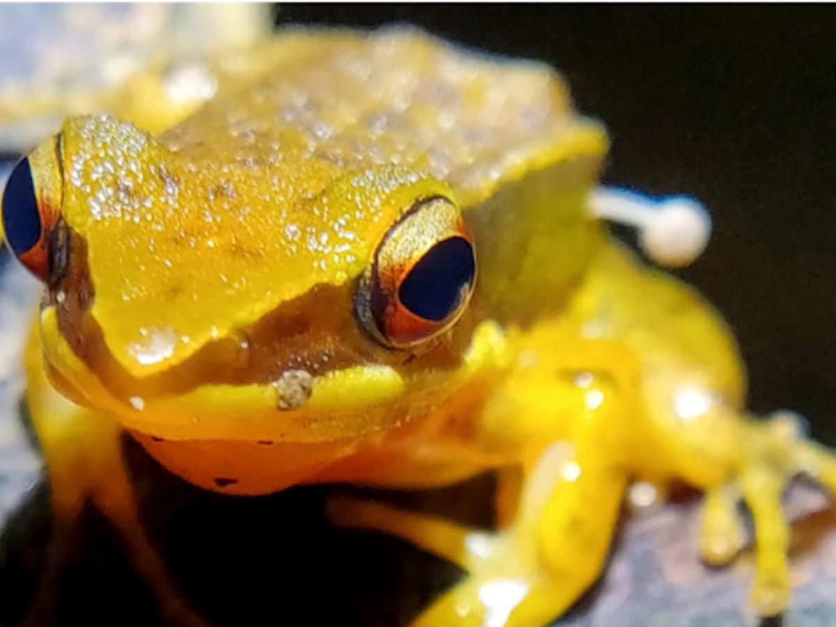 This ian tree frog's poison has become part of the latest