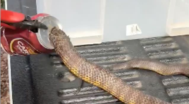 Venomous snake found with head stuck in Australia beer can