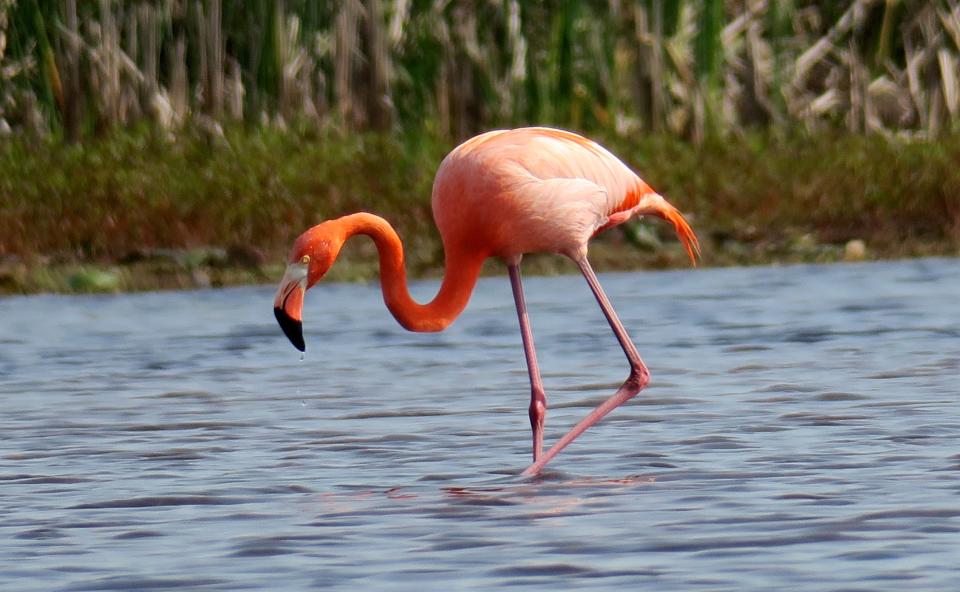 Pinky, an American flamingo, arrived at St. Marks National Wildlife Refuge after Hurricane Michael in October, 2018. If fortunate, one can find Pinky close to a road or trail for good photos.