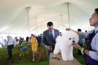 A bichon frise is groomed in the staging area in the tented judging area at the 145th Annual Westminster Kennel Club Dog Show, Saturday, June 12, 2021, in Tarrytown, N.Y. (AP Photo/John Minchillo)