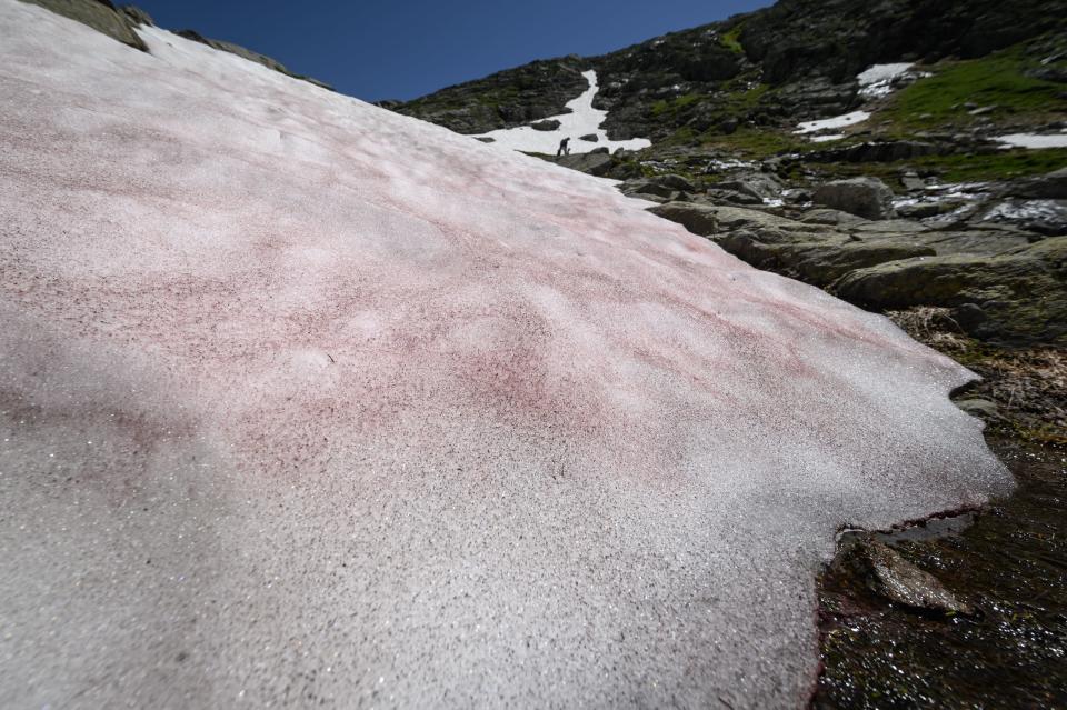 A picture taken on July 7, 2020 at the Great-Saint-Bernard Pass (Col du Grand-Saint-Bernard) in the Alps at the border between Switzerland and Italy shows pink colored snow due to the presence of colonies of algae of the species Ancylonela nordenskioeldii from Greenland that accelerate the effects of climate change. / Credit: FABRICE COFFRINI/AFP via Getty Images