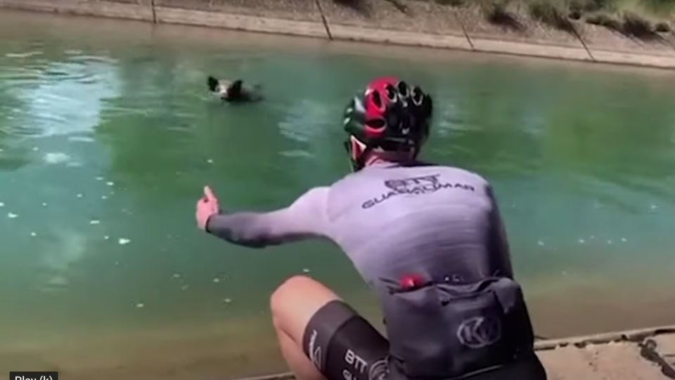 Un ciclista llama la atención de un jabalí que finalmente ataca a su compañero. 