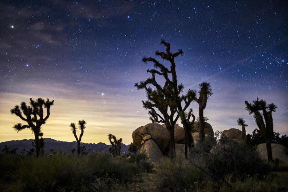 Dark skies, bright stars and strange history make Joshua Tree a prime destination for Scorpios. Joshua Resnick – stock.adobe.com