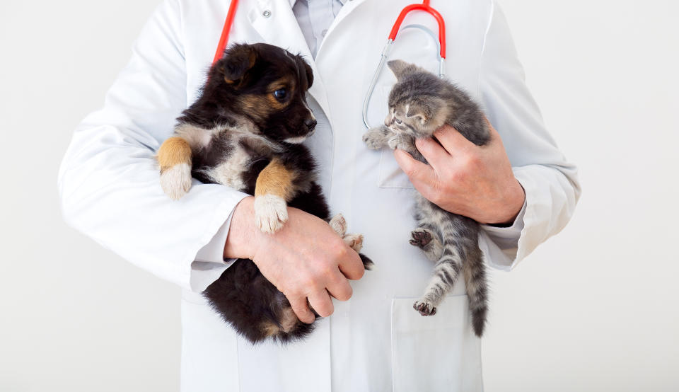 Cat and dog in Vet doctor hands. Doctor veterinarian keeps kitten and puppy in hands in white coat with stethoscope. Baby pets in vet clinic. medicine concept