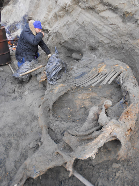 The injuries on this mammoth carcass, excavated here by Sergey Gorbunov, suggests that ancient people butchered it about 45,000 years ago.