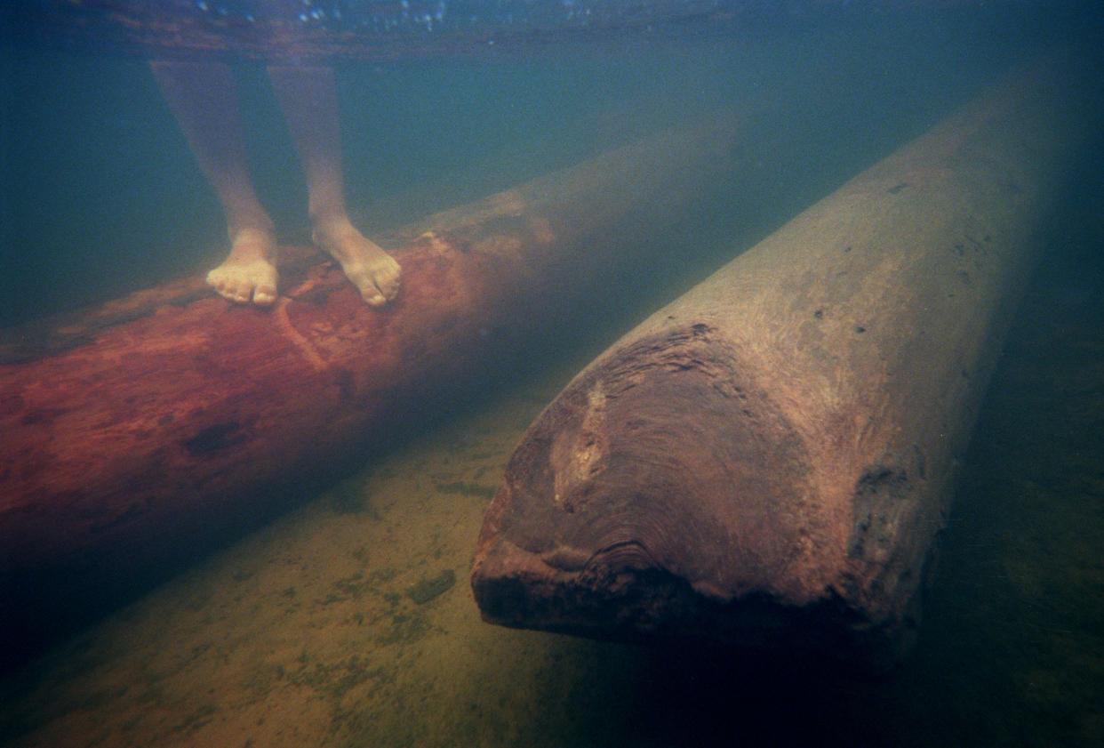 Longleaf pine logs, cut before the turn of the century, wait in the shallow water of the Suwannee River in 1999 until they are transported to Goodwin Heart Pine Co. to be turned into heart pine lumber. The logs were found by Diver Fred Tatman after underwater searches of deeper sections of the river around Dowling Park, west of Live Oak.