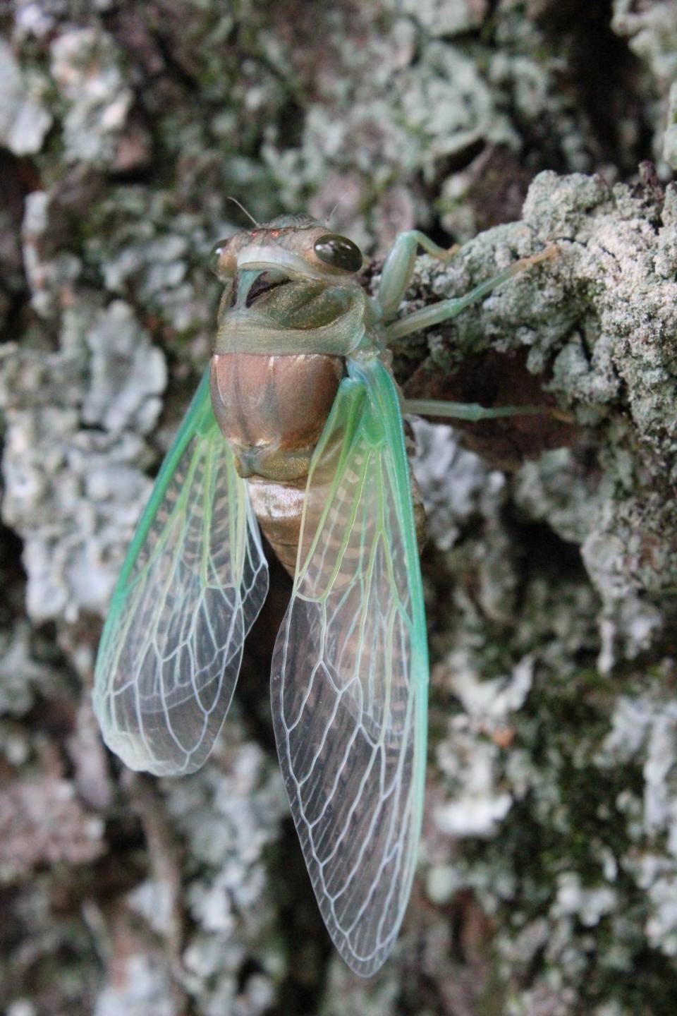 When a cicada first emerges from its shell, its wings are crinkled up. It slowly pumps fluid to unfurl them.