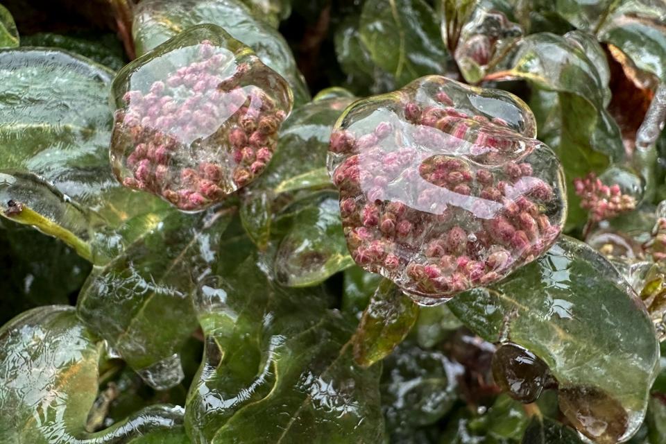 Ice covers flowers in Lake Oswego, Oregon on January 17, 2024.