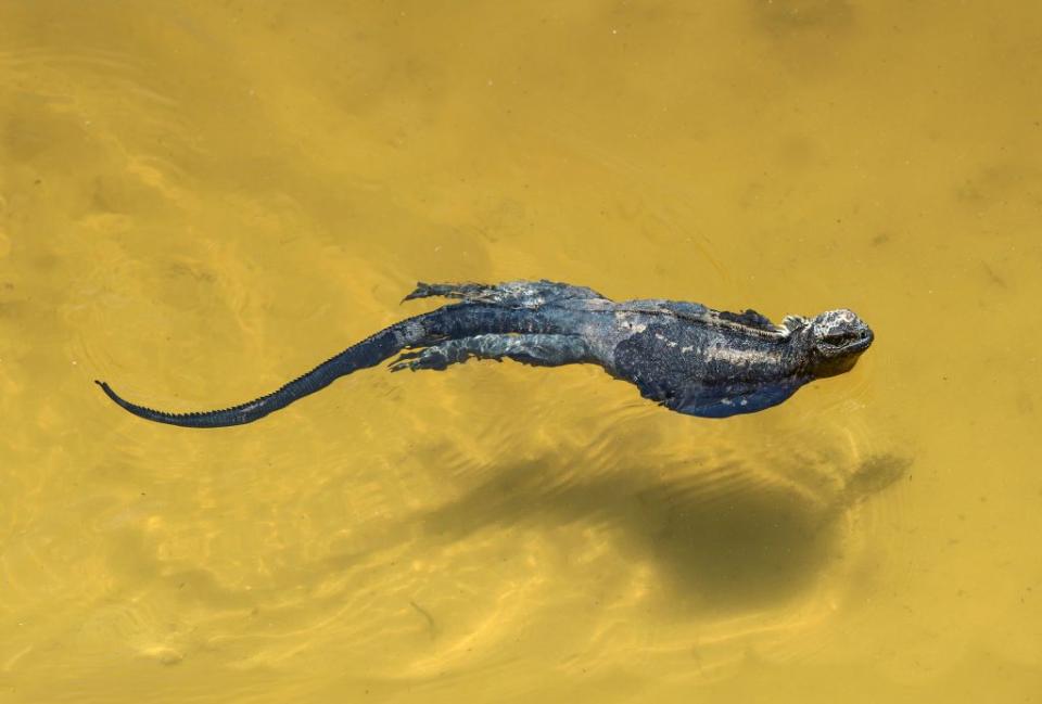 20) Marine Iguana