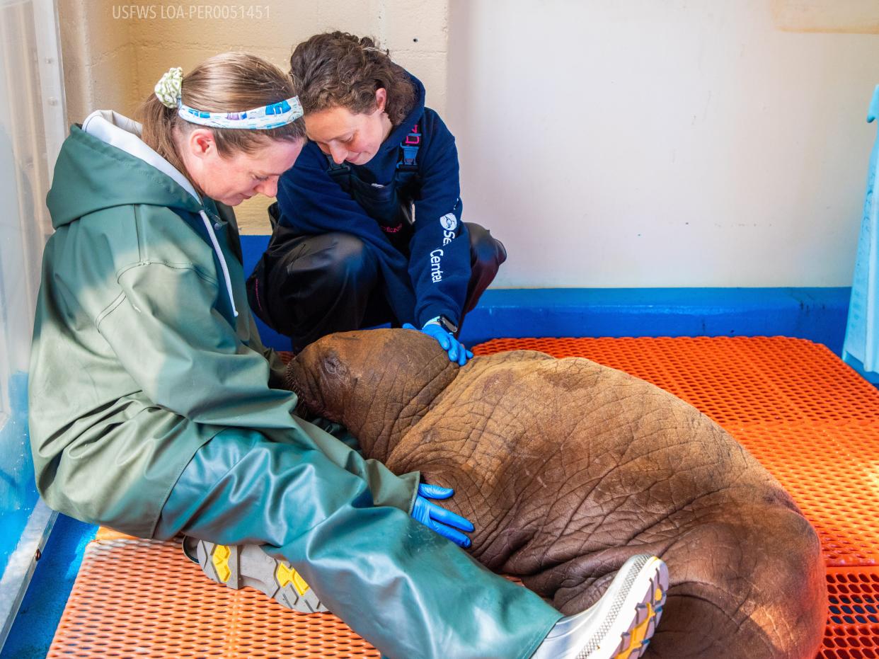 Two researchers examine a walrus calf.