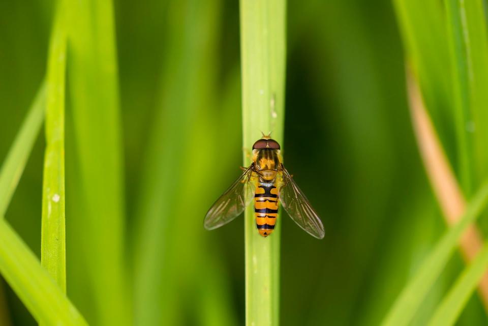 Der Trick der Hainschwebfliege besteht darin, anderen durch ihre schwarz-gelbe Färbung eine mögliche Gefahr zu signalisieren. Dadurch schützt sie sich vor Fressfeinden. Tatsächlich haben aber nur Blattläuse unter ihr zu leiden, denn die verfüttert sie an ihre Larven. (Bild: iStock/Wim Verhagen)