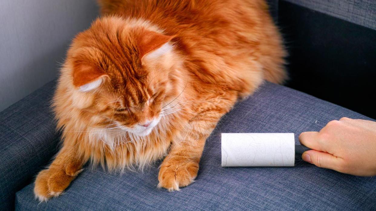 Woman hand with Lint roller removing animal hairs