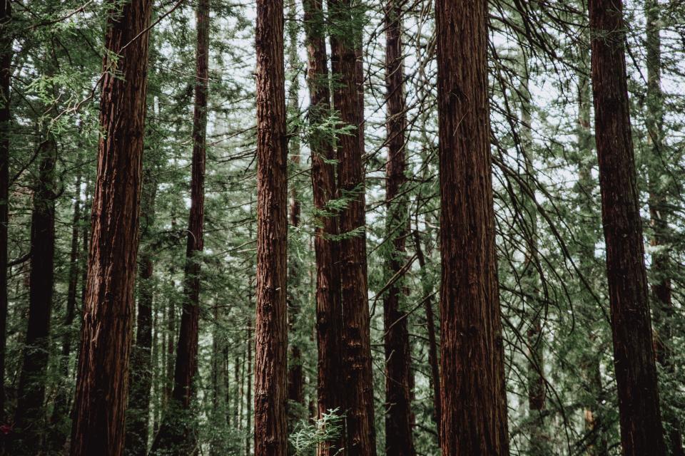 Muir Woods are thick with redwoods.