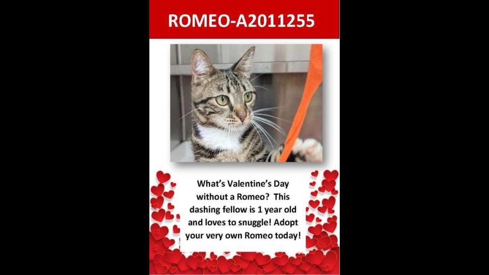 One-year-old Romeo is one of the many cats waiting to be adopted at Broward County’s Animal Care and Adoption center, as of Feb. 12, 2020.