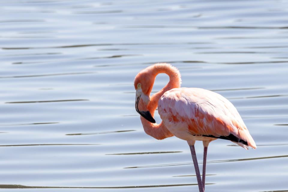 Bird watcher George Keller was scanning a lake in Ohio for birds on Friday, when he was shocked to see two flamingos. The iconic birds are among more than 100 reported across the eastern U.S., in what bird experts believe to be a fallout from Hurricane Idalia.