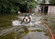 Panicked dogs that were left caged by an owner who fled rising flood waters in the aftermath of Hurricane Florence, swim free after their release in Leland, North Carolina, U.S., September 16, 2018. REUTERS/Jonathan Drake