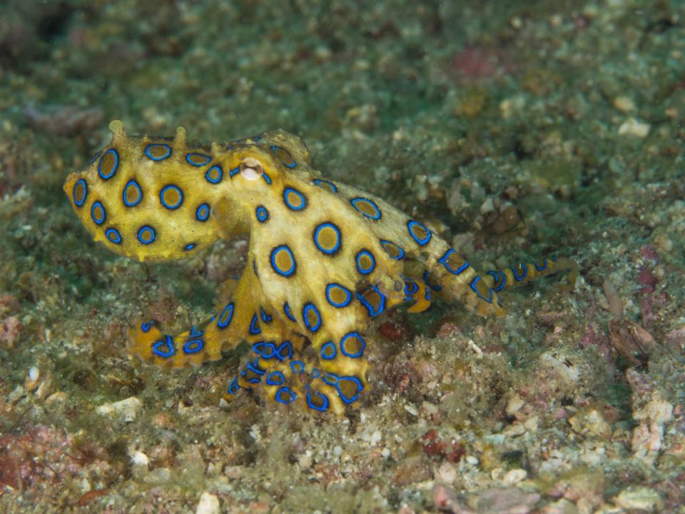 Blue-ringed octopus are found all over Australia. Shutterstock