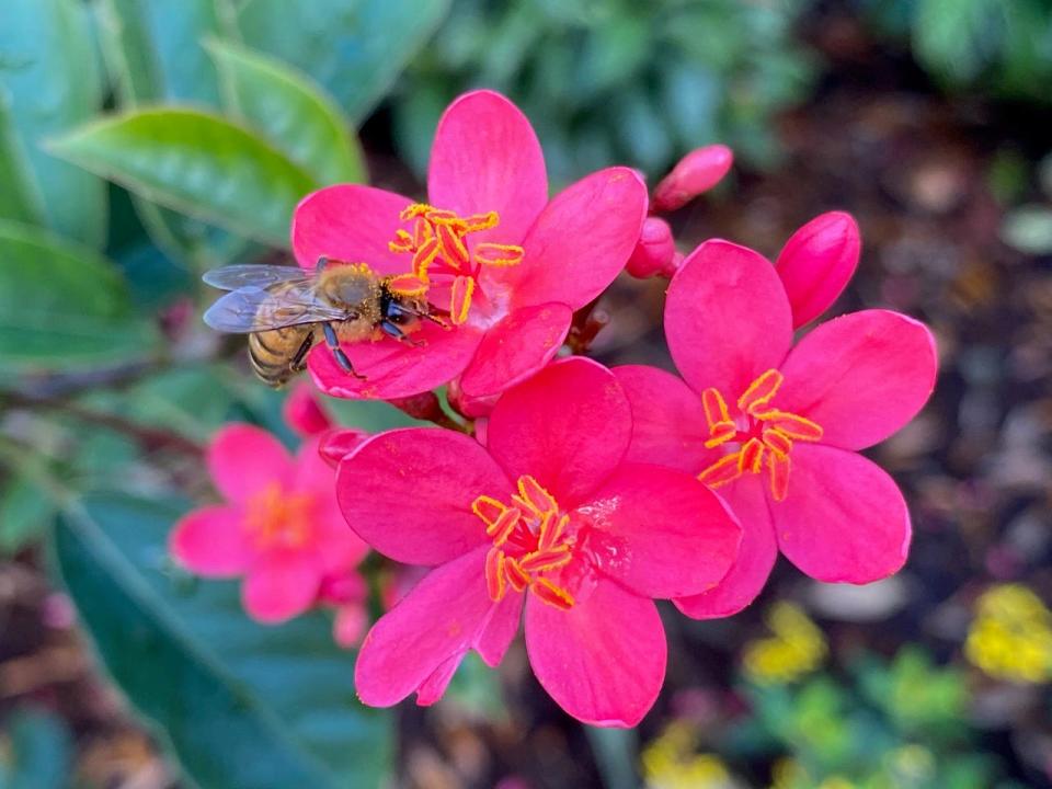 Jatropha is a wonderful, Florida-friendly pollinator plant.