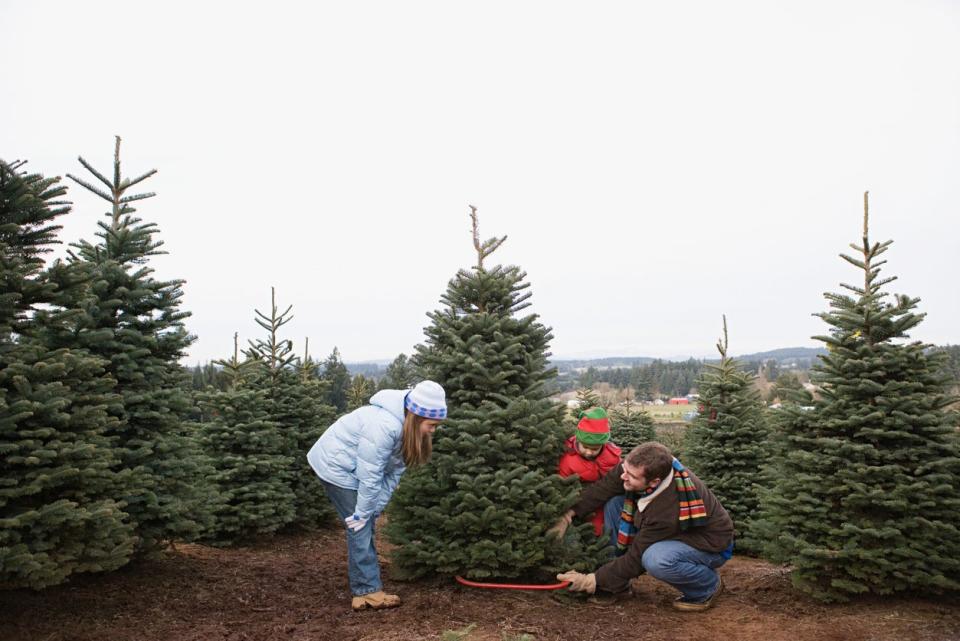 Mother, father, and small child at a Christmas tree farm; father is cutting down the tree.