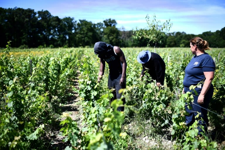 Des jeunes du quartier du Grand Parc à Bordeaux travaillent dans le vignoble du Château Palmer, aux côtés d'une employée du domaine, le 13 juin 2024 à Margaux, en Gironde (Christophe ARCHAMBAULT)