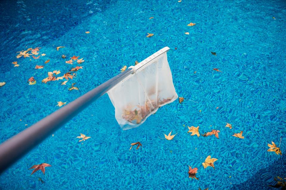 Using a pool skimmer to scoop up autumn leaves from a swimming pool.