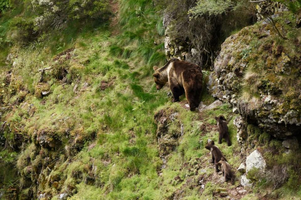 <div class="inline-image__caption"><p>An adult Cantabrian bear with three cubs. </p></div> <div class="inline-image__credit">Fundacion Oso Pardo</div>
