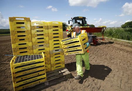 Workers planting pumpkins at Poskitts farm in Goole, Britain May 23, 2016. REUTERS/Andrew Yates