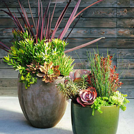 Large plants and big pots