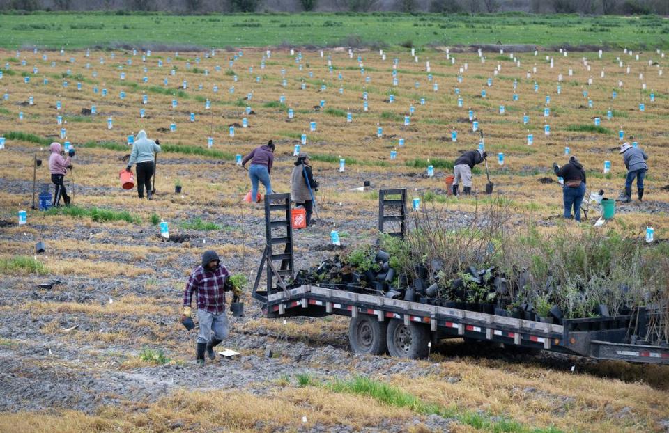 A crew plants cottonwoods, willows, oaks and other native plants as part of floodplain restoration project at Hidden Valley west of Modesto, Calif., Thursday, Feb. 29, 2024. The nonprofit River Partners is restoring Hidden Valley on a contract with the California Department of Water Resources.