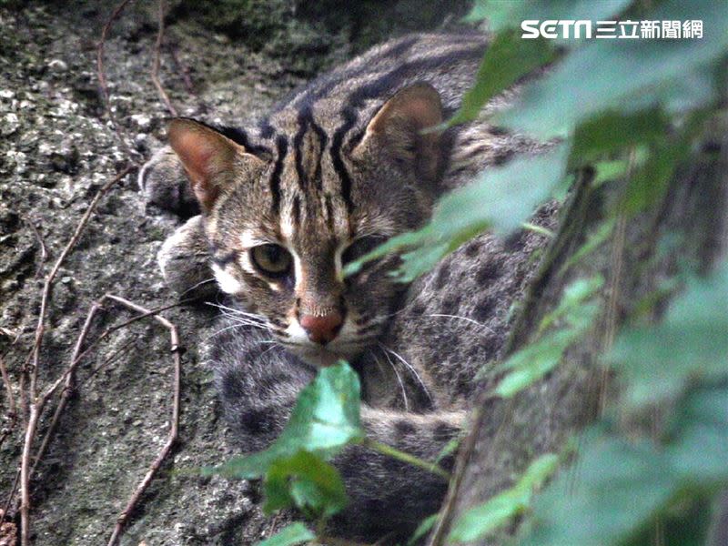 石虎「小魚」在牛年升格為爸爸。（圖／北市動物園提供）