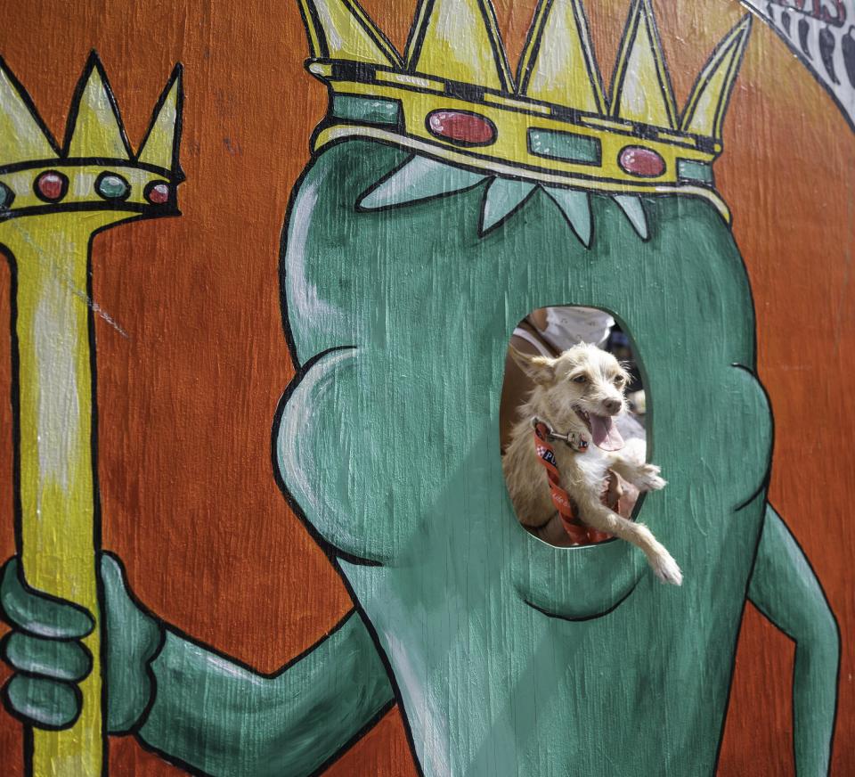 Baby Girl, the long haired Chihuahua, is queen of the chiles as her owner Shawntel Martinez holds her at the Milberger Farms booth during the 2020 Chile and Frijoles Festival.