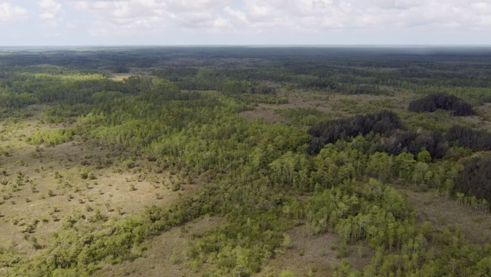 Vista aérea de los terrenos del Green Heart of the Everglades que muestra un mosaico del hábitat: cipreses, pinos y marismas.