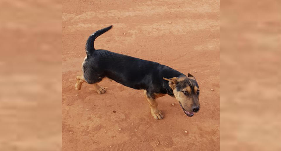 Stormy was awarded a medal after completing the half-marathon alongside local athletes in Kalgoorlie. Source: Kat Donovan