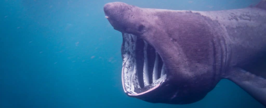 Side view of basking shark with mouth wide for feeding