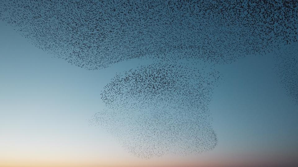 A murmuration of starlings in Denmark.
