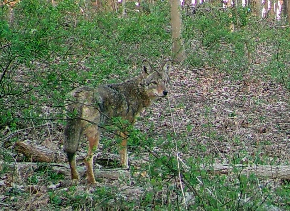 Coyotes have the ability to blend into the background with their brown and black fur. This coyote walked near a trail camera on April 18 in Somerset County.