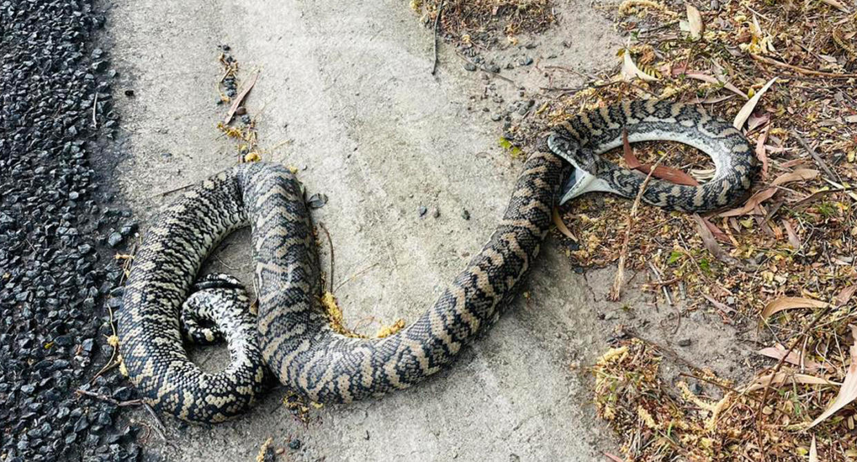 A carpet python seen biting itself on the side of the road.