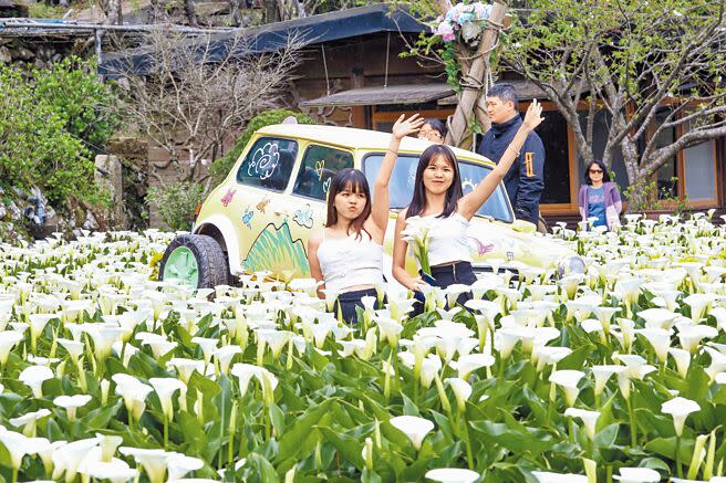 今年竹子湖海芋季以「芋見小時候」為主題，竹子湖花農們打造童趣感、復古風十足的地景藝術，營造竹子湖海芋田充滿「童趣風格打卡」氛圍，也帶來一場視覺盛宴。（鄧博仁攝）