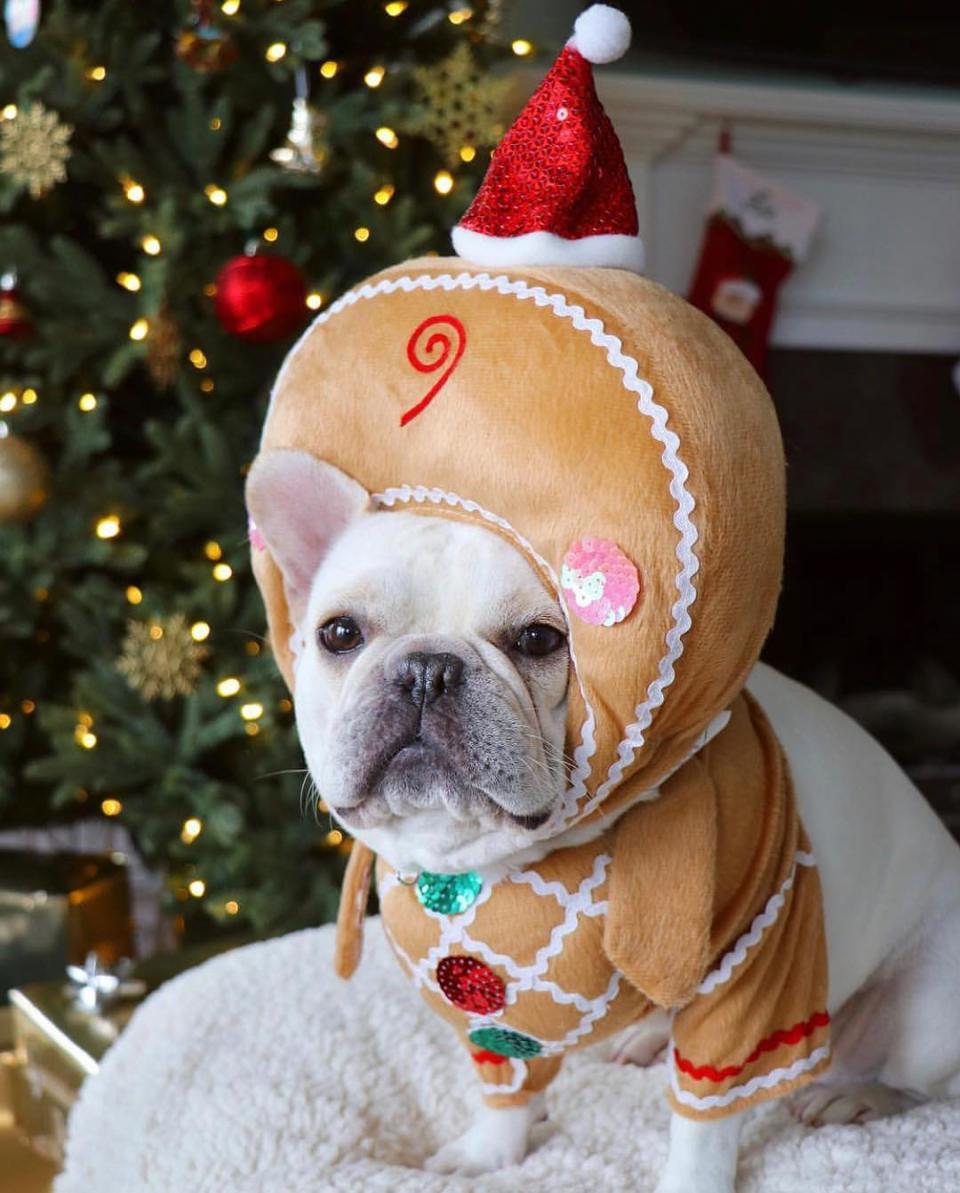 Mascotas con espíritu navideño