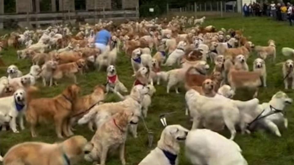 Hundreds of golden retrievers gather at the Scottish Highlands to celebrate the breed's 155th anniversary.