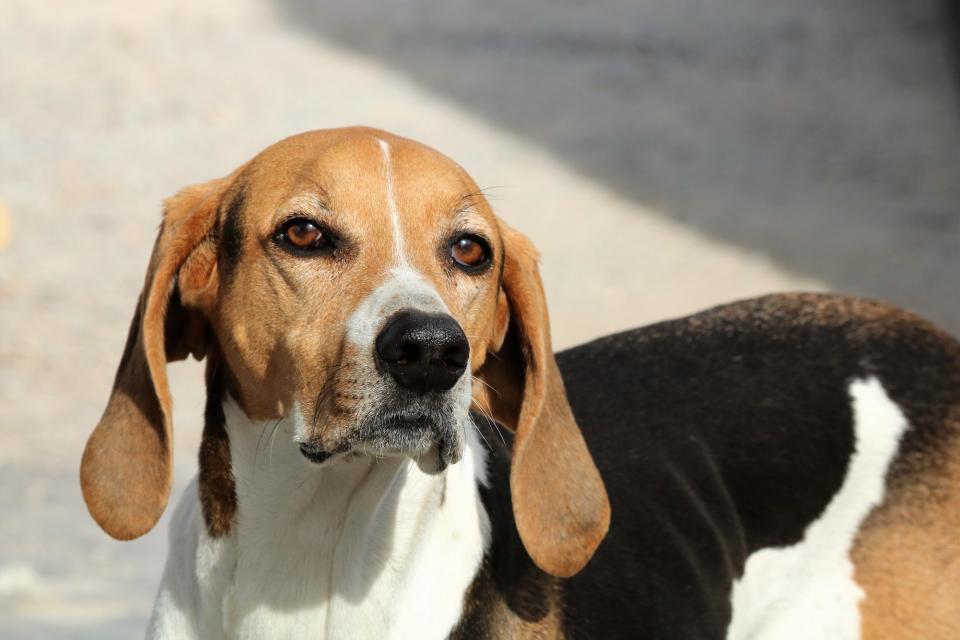 Virginia: American Foxhound