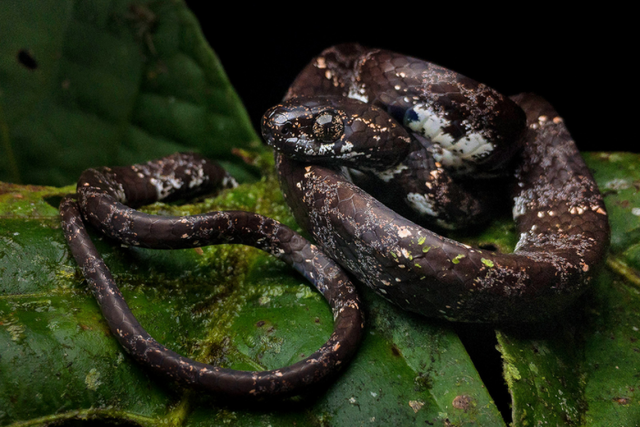 PHOTOS: Leonardo DiCaprio Names New Snake Species Discovered in Central  America