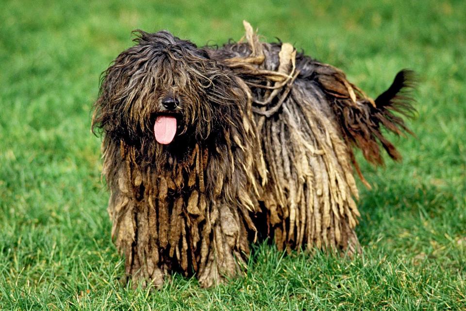 bergamasco sheepdog standing in grass