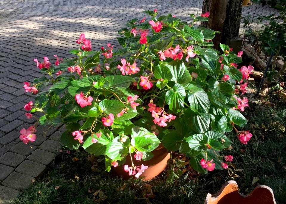 Pink Dragon Wing begonia in Sperry's home landscape.  Dragon wings grow 6 to 8 inches long and wide, and their glossy green leaves grow 2 to 3 inches long.