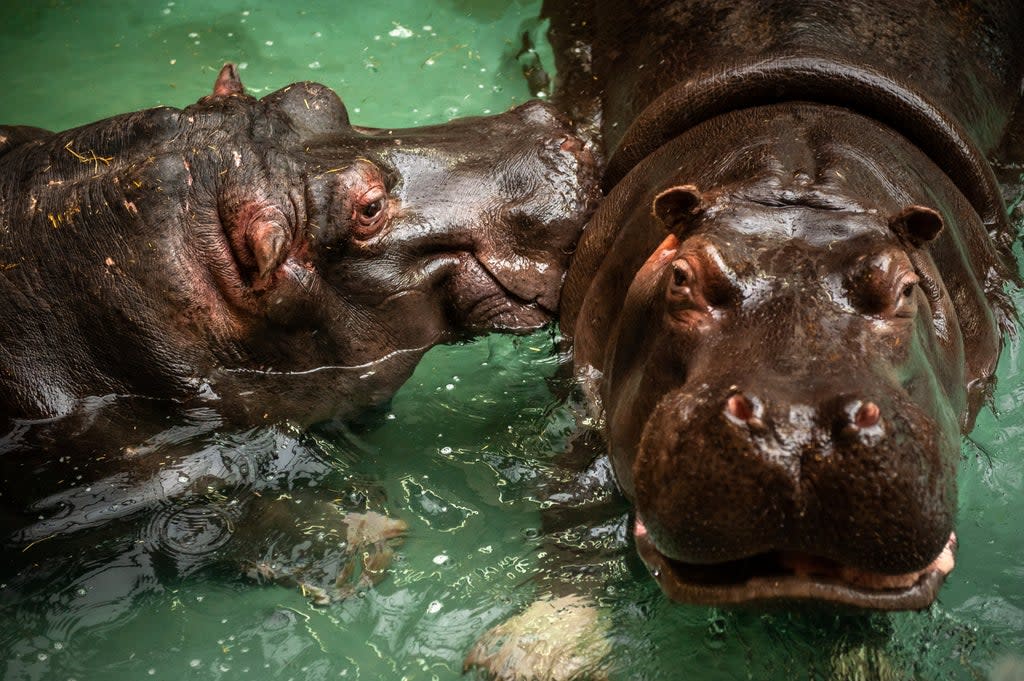 Hippos Imani, 14 and Hermien, 41 at the Antwerp Zoo in Belgium have tested positive for Covid-19 (Antwerp Zoo/Jonas Verhulst)