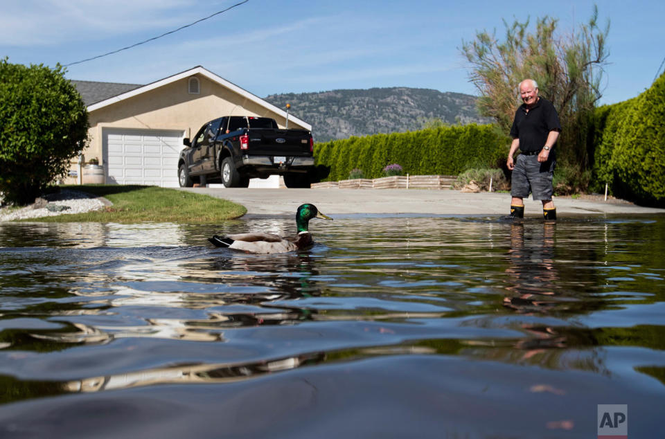 Perfect weather for ducks