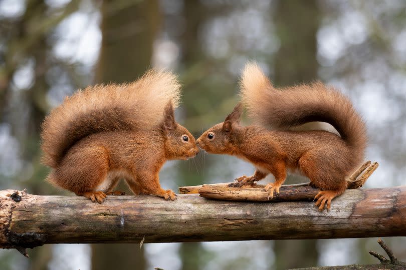 Red squirrel tourists are estimated to bring £1m to Anglesey's visitor economy