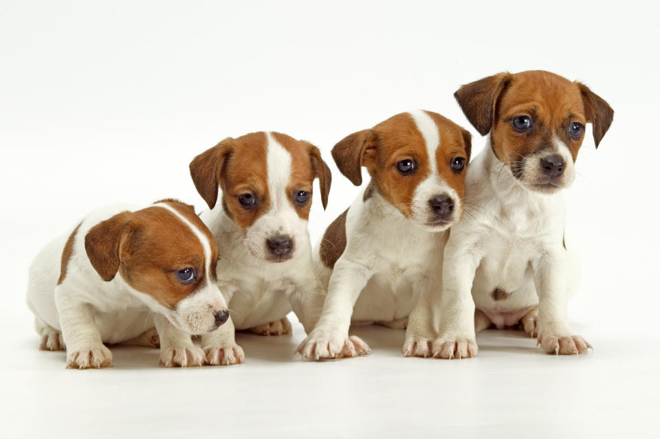 Jack-Russell-Welpen. (Bild: Getty Images)